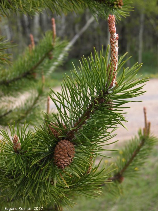 IMG 2007-May23 at CypressHills-CentreBlock:  Lodgepole pine (Pinus contorta var latifolia)