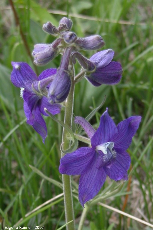 IMG 2007-May23 at CypressHills-CentreBlock:  Purple larkspur (Delphinium nelsonii) flowers