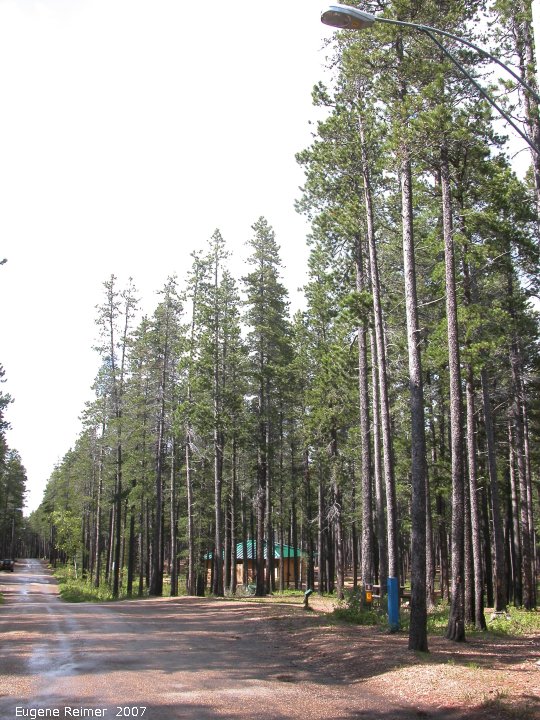 IMG 2007-May23 at CypressHills-CentreBlock:  Lodgepole pine (Pinus contorta var latifolia) habitat