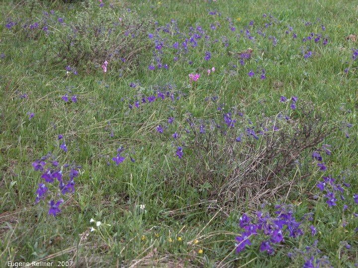 IMG 2007-May23 at CypressHills-CentreBlock:  Purple larkspur (Delphinium nelsonii) clump