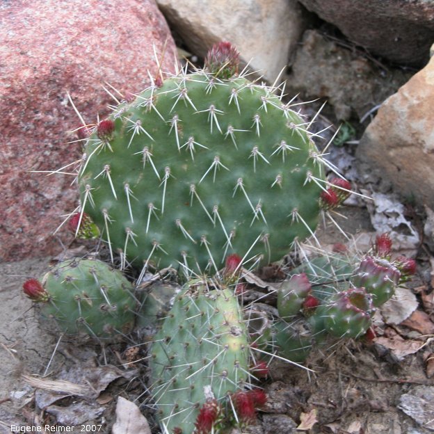 IMG 2007-May24 at Eastend:  Plains prickly-pear-cactus (Opuntia polyacantha) or Pincushion cactus (Escobaria vivipara)? in frontyard of Whitemud Clay Pottery Gallery