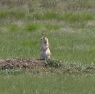 Prairie-dog: