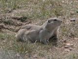 Richardson ground-squirrel: