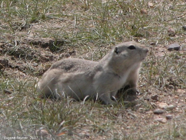 IMG 2007-May25 at Grasslands National-Park:  Richardson ground-squirrel (Urocitellus richardsonii)