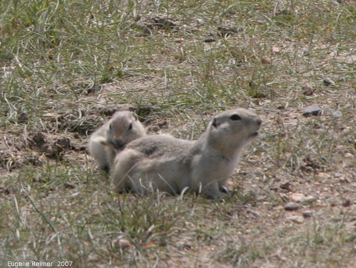 IMG 2007-May25 at Grasslands National-Park:  Richardson ground-squirrel (Urocitellus richardsonii)
