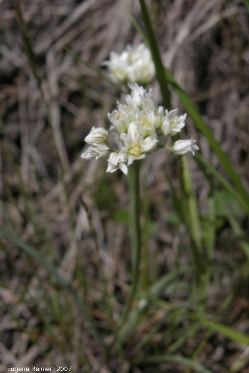 IMG 2007-May25 at Grasslands National-Park:  White onion (Allium textile)