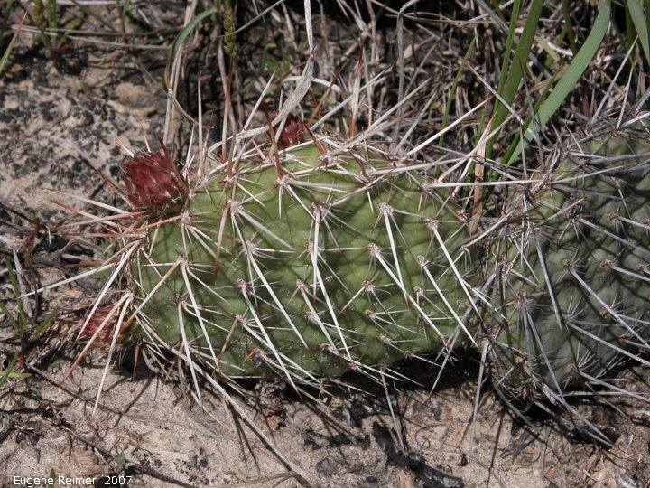 IMG 2007-May25 at Grasslands National-Park:  Plains prickly-pear-cactus (Opuntia polyacantha) or Pincushion cactus (Escobaria vivipara)?