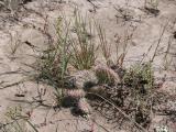 Plains prickly-pear-cactus=Opuntia polyacantha: or Pincushion Cactus=Escobaria vivipara?
