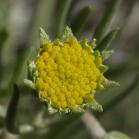 Colorado rubberweed=Hymenoxys richardsonii: buds