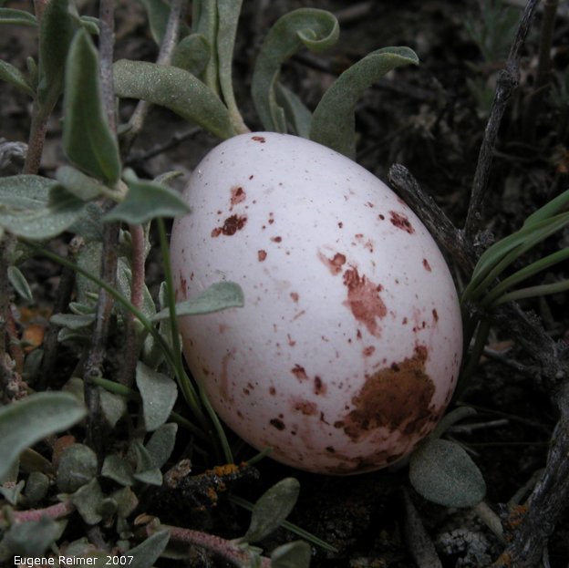 IMG 2007-May25 at Grasslands National-Park:  unidentified Bird (Aves sp) egg