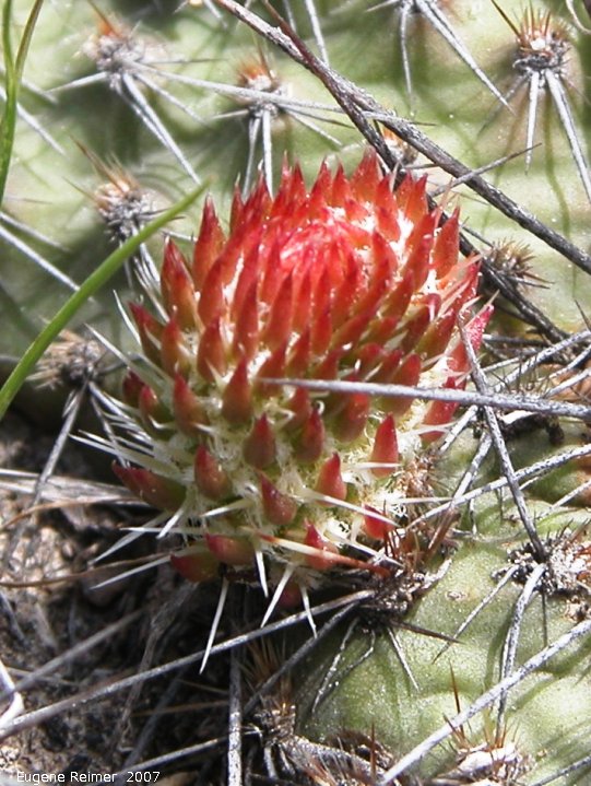IMG 2007-May25 at Grasslands National-Park:  Plains prickly-pear-cactus (Opuntia polyacantha) or Pincushion cactus (Escobaria vivipara)? unusual flower closer