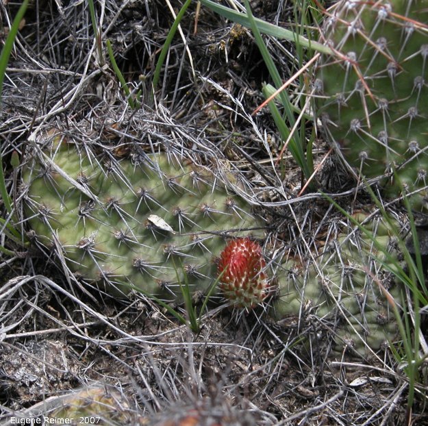 IMG 2007-May25 at Grasslands National-Park:  Plains prickly-pear-cactus (Opuntia polyacantha) or Pincushion cactus (Escobaria vivipara)? unusual flower
