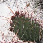 Plains prickly-pear-cactus=Opuntia polyacantha: or Pincushion Cactus=Escobaria vivipara?