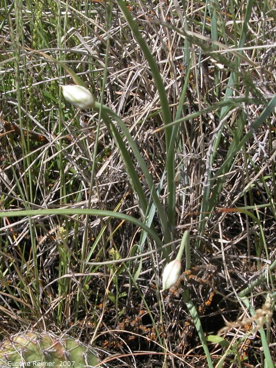 IMG 2007-May25 at Grasslands National-Park:  White onion (Allium textile) fruit