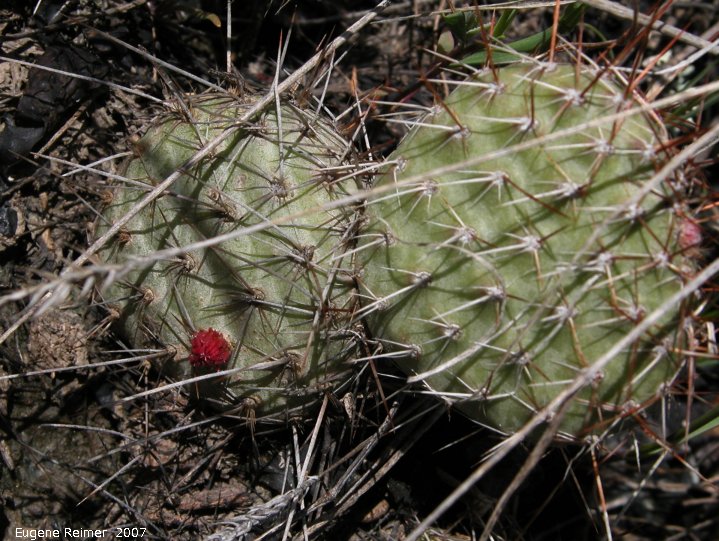 IMG 2007-May25 at Grasslands National-Park:  Plains prickly-pear-cactus (Opuntia polyacantha) or Pincushion cactus (Escobaria vivipara)? unusual flower location