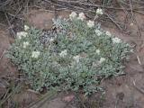 Small-leaf pussytoes=Low everlasting=Antennaria parvifolia=Antennaria aprica:
