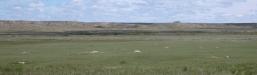 Prairie-dog: colony wide view