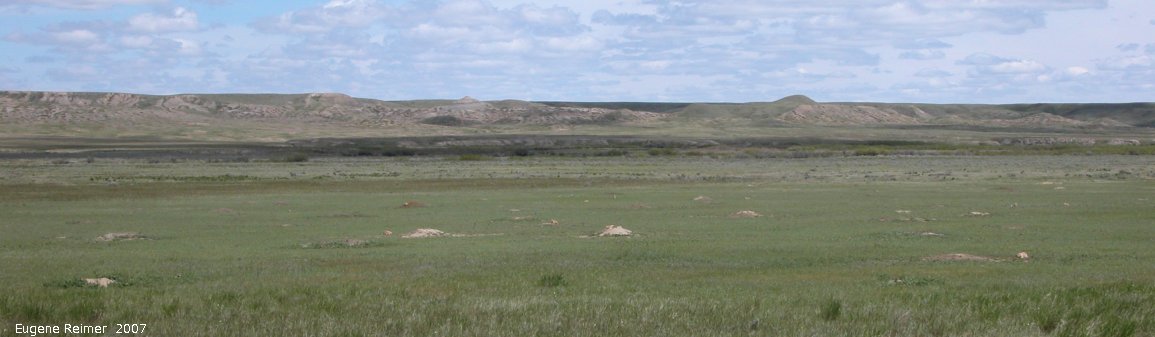 IMG 2007-May25 at Grasslands National-Park:  Black-tailed prairie-dog (Cynomys ludovicianus) colony wide view