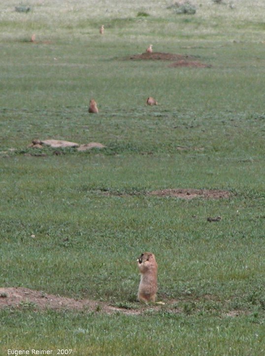 IMG 2007-May25 at Grasslands National-Park:  Black-tailed prairie-dog (Cynomys ludovicianus) colony