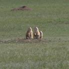 Prairie-dog: threesome
