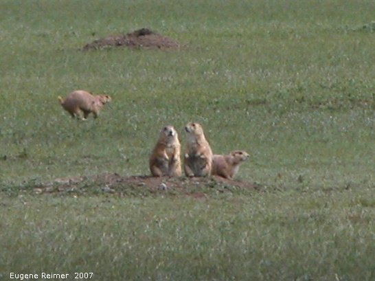 IMG 2007-May25 at Grasslands National-Park:  Black-tailed prairie-dog (Cynomys ludovicianus) threesome and one scampering