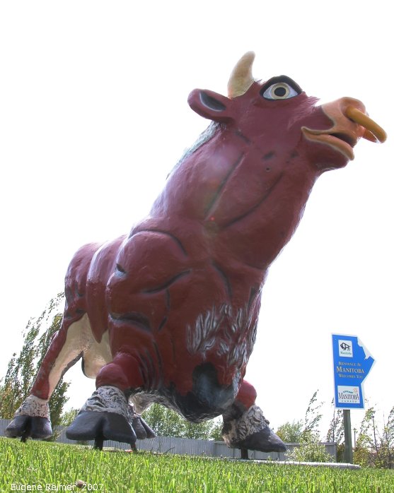 IMG 2007-May27 at Yorkton-to-RidingMountainPark:  the Russell Bull (Bos primigenius)