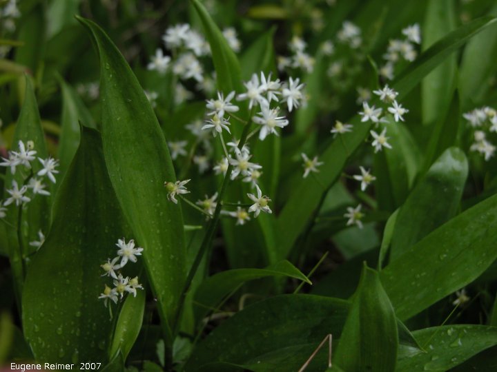 IMG 2007-Jun06 at Woodridge:  Wild lily-of-the-valley (Maianthemum canadense) clump
