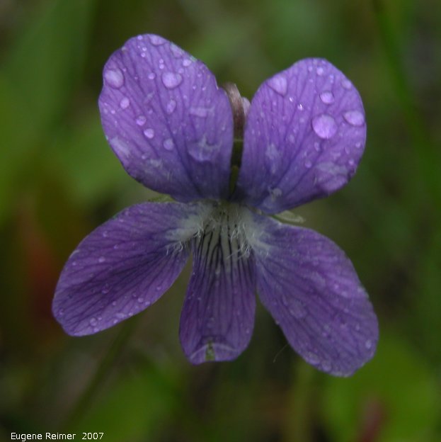 IMG 2007-Jun06 at Woodridge:  Bog violet (Viola nephrophylla)