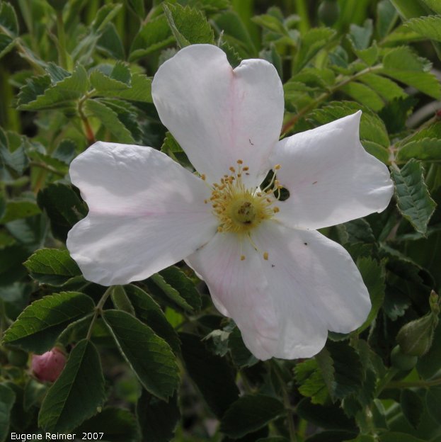IMG 2007-Jun14 at Roseau River west of Senkiw Bridge:  Prickly rose (Rosa acicularis) white form