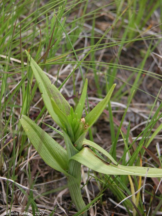 IMG 2007-Jun14 at TGPP:  Western prairie fringed-orchid (Platanthera praeclara) buds bitten off