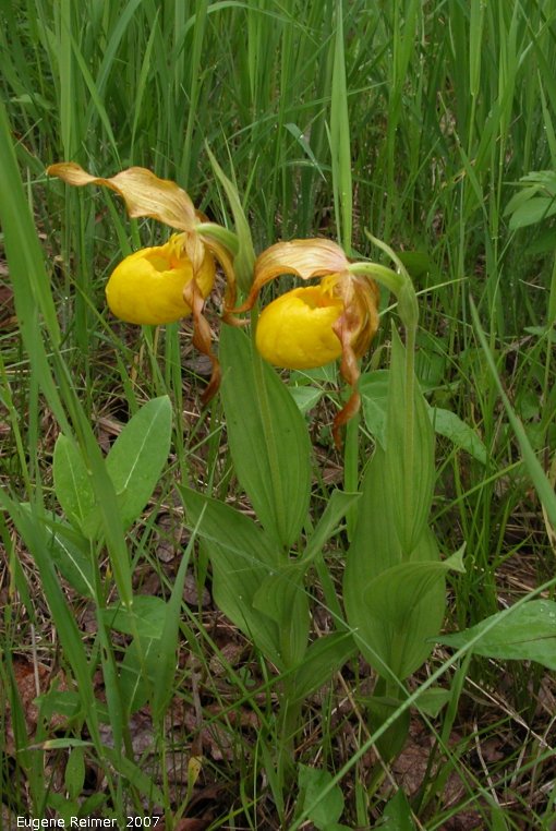 IMG 2007-Jun17 at Senkiw-Orchid-Festival:  Large-variety yellow ladyslipper (Cypripedium parviflorum var pubescens) two plants
