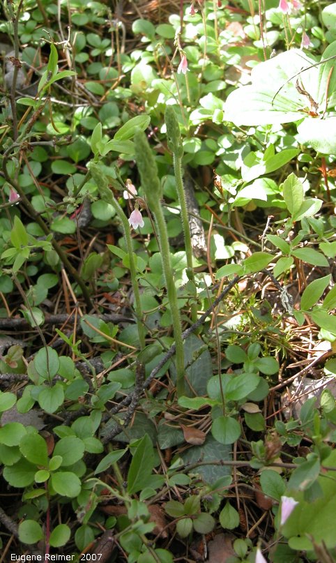 IMG 2007-Jun20 at Road39E near Libau:  Lesser rattlesnake-orchid (Goodyera repens) in bud