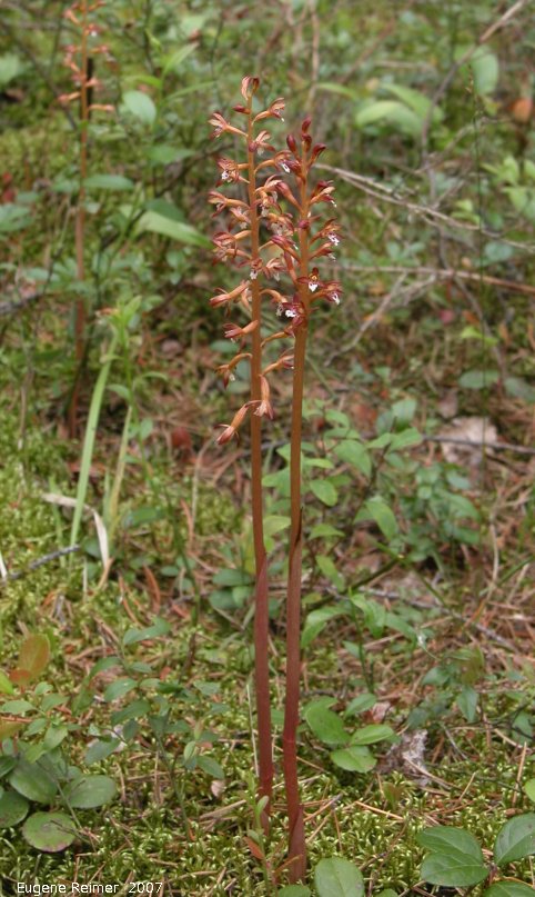 IMG 2007-Jun27 at Rd39E:  Autonym-variety spotted coralroot (Corallorhiza maculata var maculata) plant