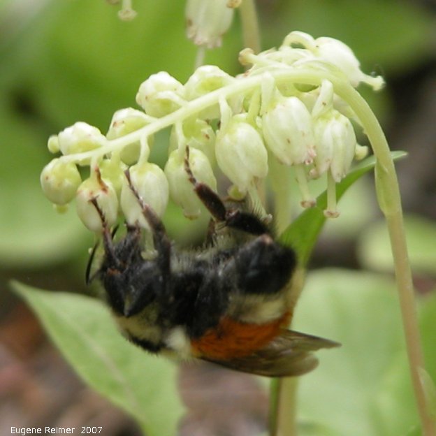 IMG 2007-Jun27 at Rd39E:  Bumblebee (Bombus sp) on One-sided wintergreen (Orthilia secunda)