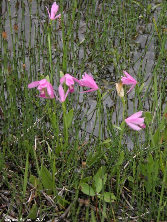 IMG 2007-Jun27 at PTH15:  Rose pogonia (Pogonia ophioglossoides) clump