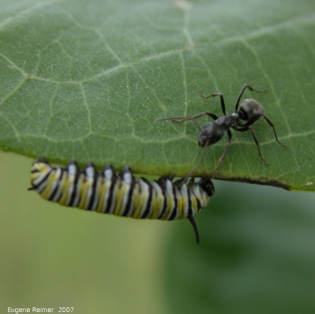 IMG 2007-Jun27 at PTH15:  Ant (Formicidae sp) + Monarch butterfly (Danaus plexippus) caterpillar on Milkweed (Asclepias sp)