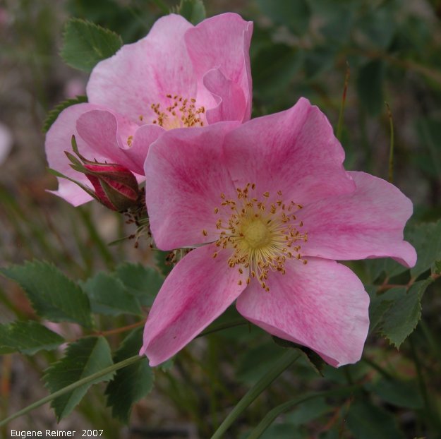 IMG 2007-Jun29 at Woodridge:  Smooth rose (Rosa blanda)