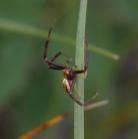 Orb spider: on grass
