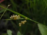 Golden sedge=Carex aurea: