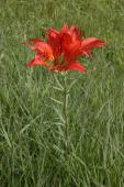 Wood lily: plant