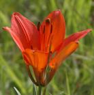 Wood lily: flower