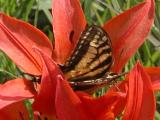Tiger swallowtail butterfly: on WoodLily