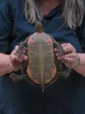 Painted turtle: and Doris