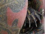 Painted turtle: foot