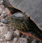 Painted turtle: closer