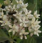 Dwarf white milkweed: flowers with insects