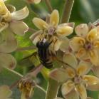 Dwarf white milkweed: yellow flowers and Bee-fly