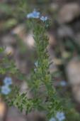Bluebur: plant