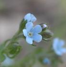 Bluebur: flowers