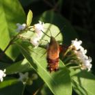 Hummingbird moth=clear-wing sphinx-moth=Hemaris thysbe: on Dogbane